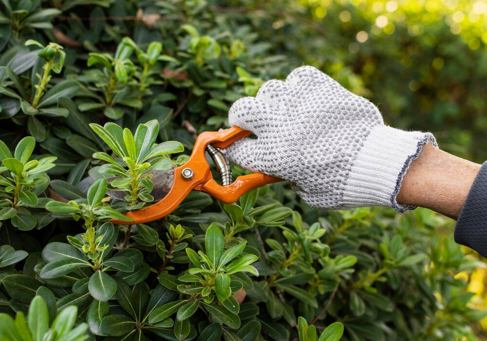 Pruning-&-Top-Soil-services-NJ Pruning-&-Top-Soil-services-NJ